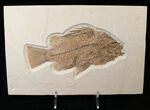 Large Priscacara Fossil Fish - Wyoming #15577-1